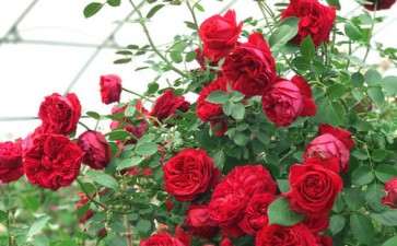 露地盆栽月季怎么防治白粉病的2个方法