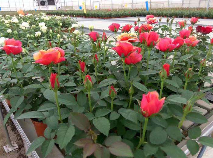 月季盆栽怎么防治二斑叶螨的2个方法