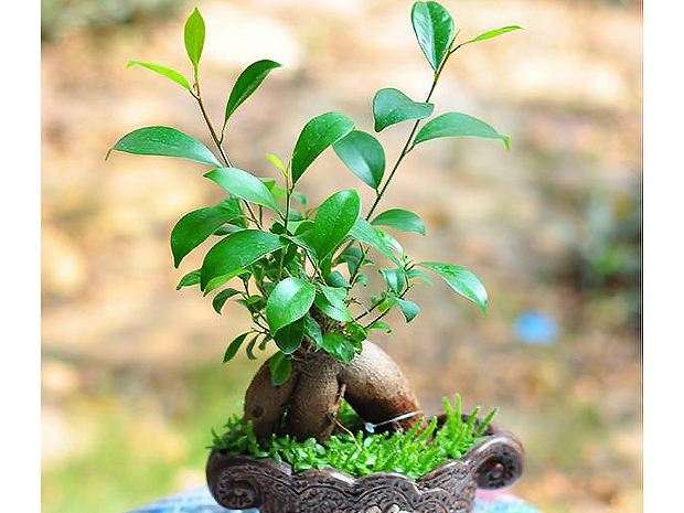 湖州市年轻人买盆栽的最多