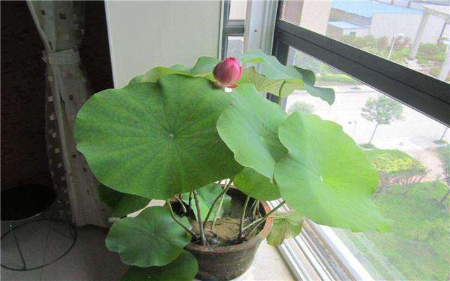 湖州市年轻人买盆栽的最多