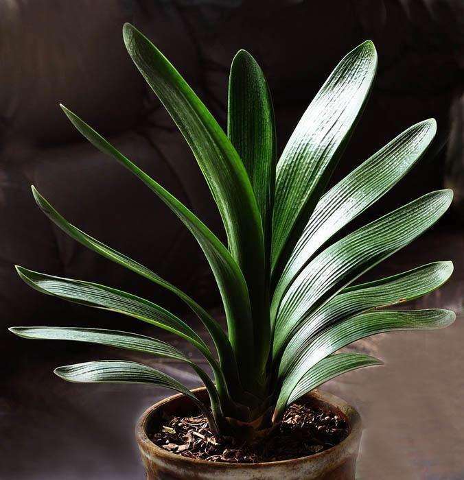 湖州市年轻消费者对盆栽规格的偏好