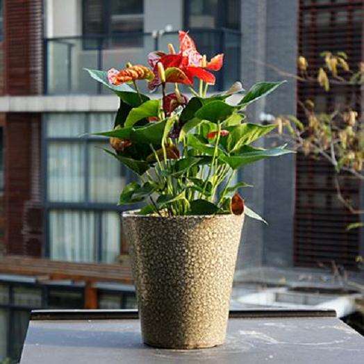 湖州市年轻消费者对盆栽规格的偏好