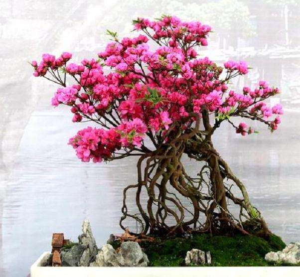 湖州青年18%选择通过网络购买盆栽