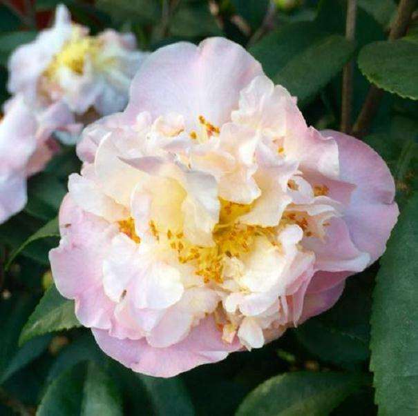 北京花卉市场开始主动谋求创新发展