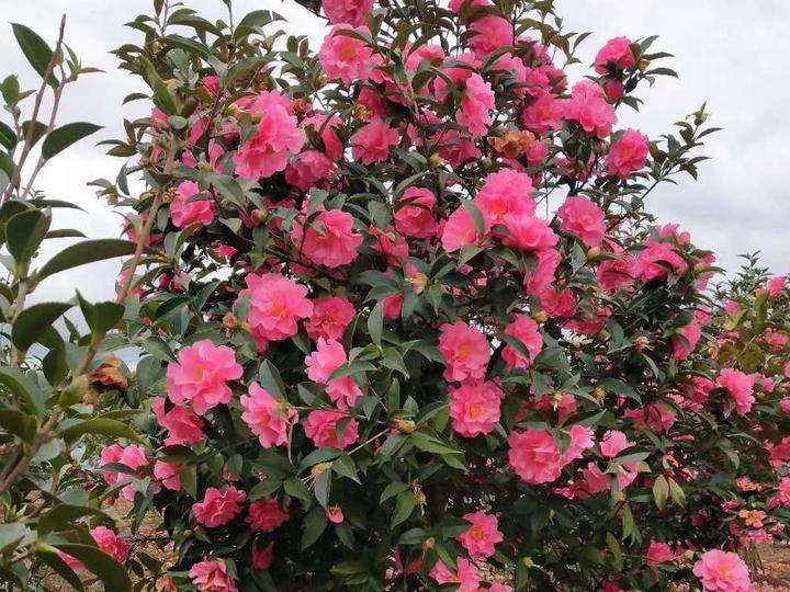 北京花卉市场开始主动谋求创新发展