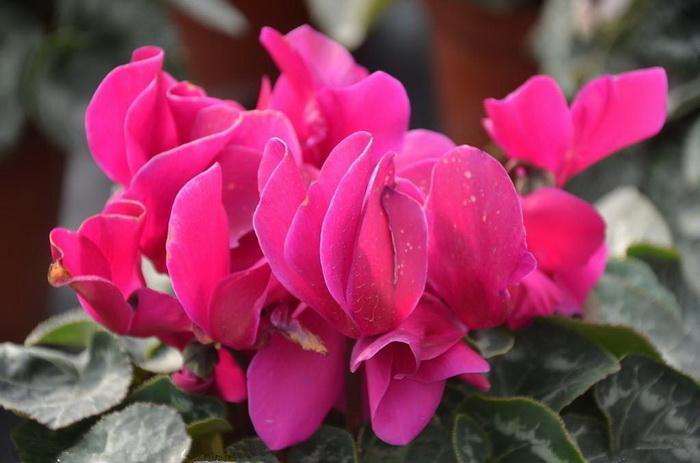 北京地区仙客来出货价