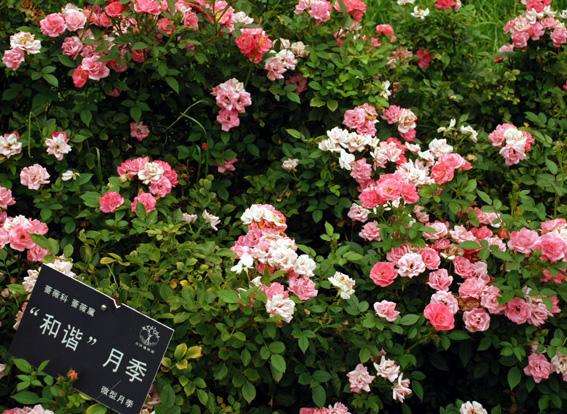 迷你月季是2006年前后从欧洲引入我国