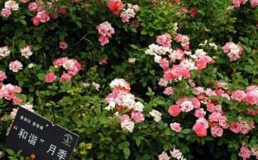 迷你月季是2006年前后从欧洲引入我国