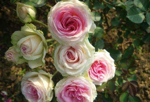 为什么种植月季盆栽的技术要求高