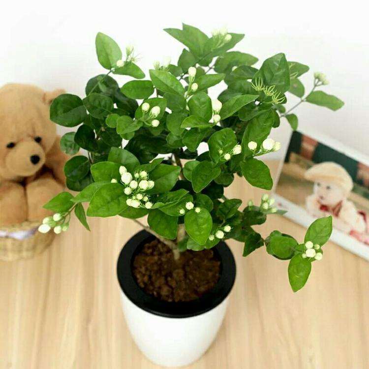 茉莉花盆栽怎么繁殖的3个方法