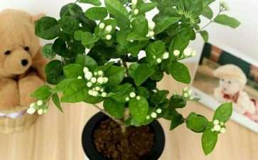 茉莉花盆栽怎么繁殖的3个方法