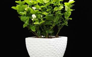 茉莉花盆栽怎么扦插育苗的2个方法