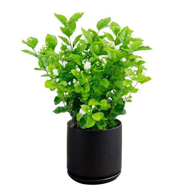 茉莉花盆栽怎么病虫害防治的3个方法