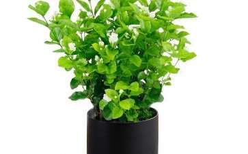 茉莉花盆栽怎么病虫害防治的3个方法