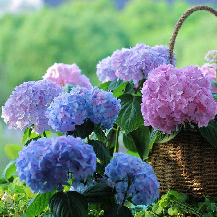 南京地区盆栽绣球花生产技术