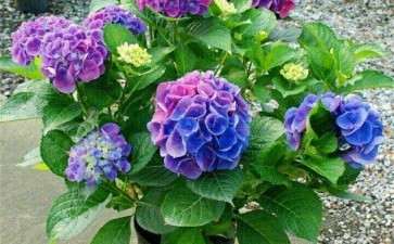 南京地区盆栽绣球花生产技术