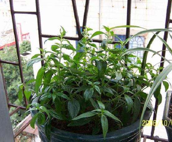 中草药盆栽的实用和美观价值备受关注