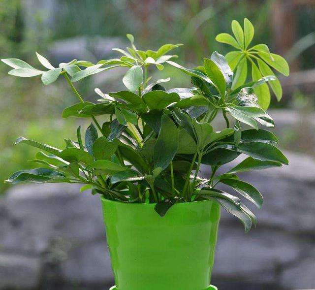 对泰安市盆栽花卉应用情况进行了调查研究