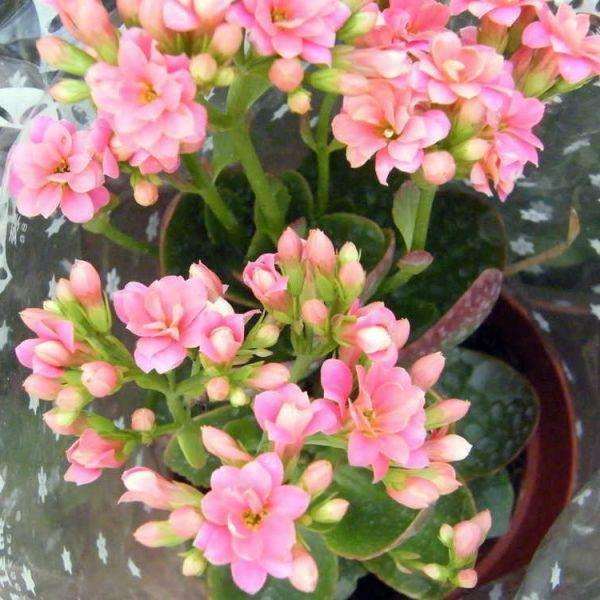 对泰安市盆栽花卉应用情况进行了调查研究