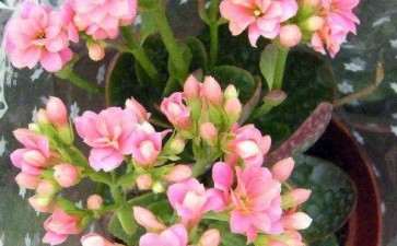 对泰安市盆栽花卉应用情况进行了调查研究