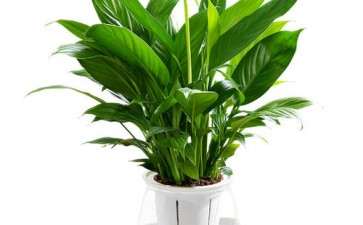 对乌兰察布居民室内盆栽花卉的研究