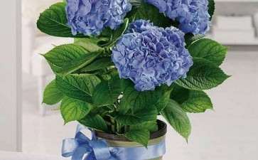 为什么国内对室内盆栽花卉的研究起步较晚