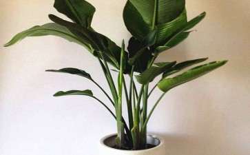 盆栽花卉的生活型组成有哪些