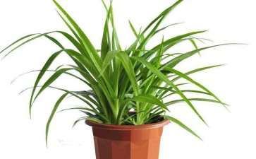 盆栽花卉的生长状况怎么样