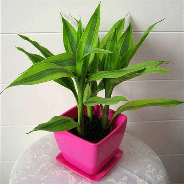 为什么察哈尔没有正规的盆栽花卉服务机构