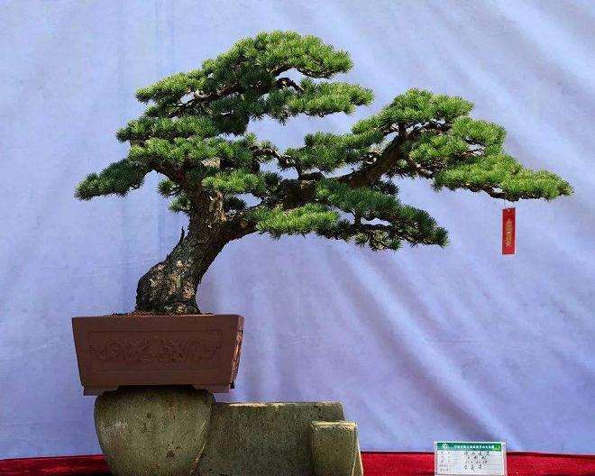 宁波慈城镇盆景植物根际2种毛刺科线虫记述