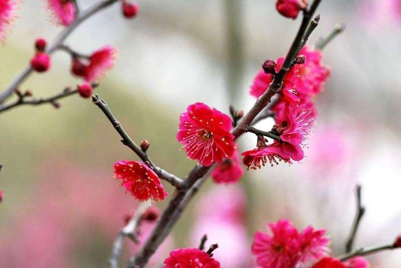 宁夏红梅杏设施盆栽促早栽培技术