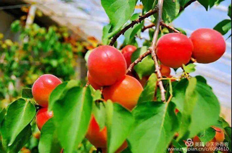 盆栽红梅杏花果期怎么管理的3个技术