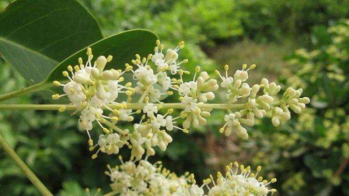 大叶女贞花期怎么控果防污染的方法