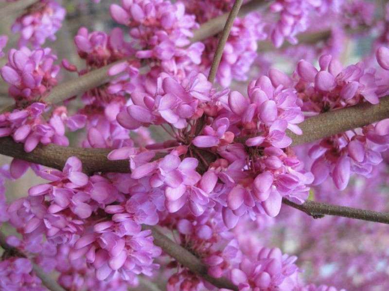 简述湖北紫荆的生产研究现状