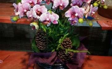 怎么增加花卉客户粘性的3个方法