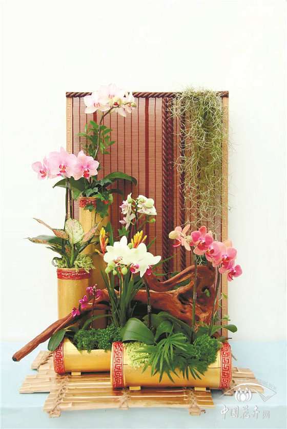 2020年 蝴蝶兰凭什么成为年宵花之王