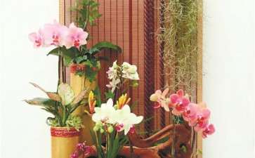 2020年 蝴蝶兰凭什么成为年宵花之王