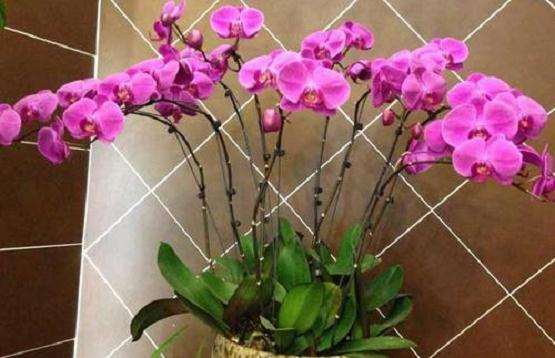 为什么2020年的年宵花 还是蝴蝶兰