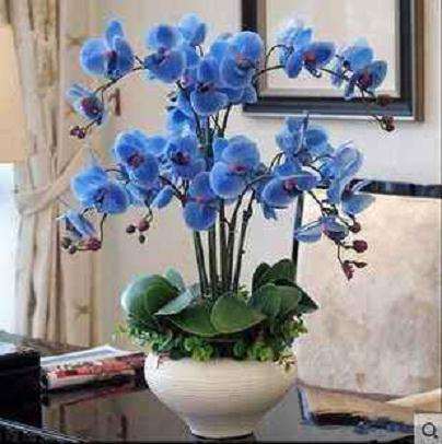 为什么2020年的年宵花 还是蝴蝶兰