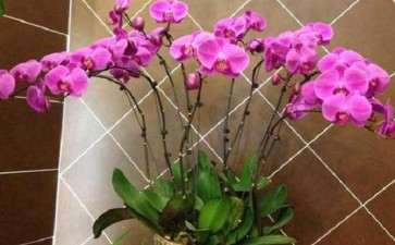 为什么2020年的年宵花 还是蝴蝶兰