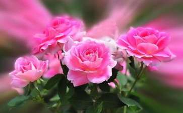 淘宝鲜花园艺透漏了哪些行业趋势