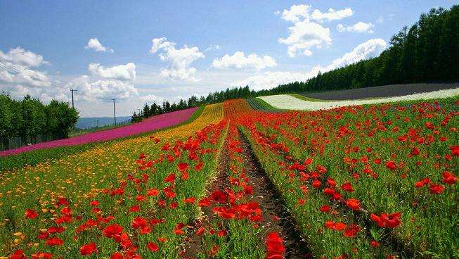 花卉种植者怎么直播的4个方法