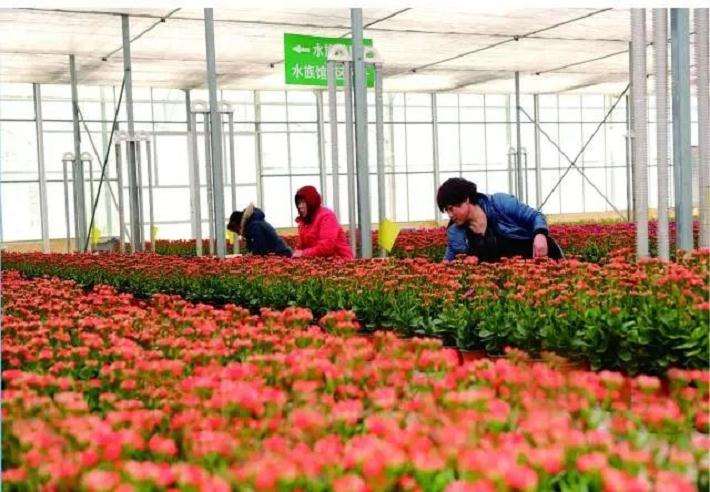 花卉种植者怎么直播的4个方法