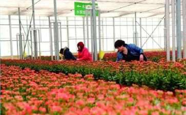 花卉种植者怎么直播的4个方法