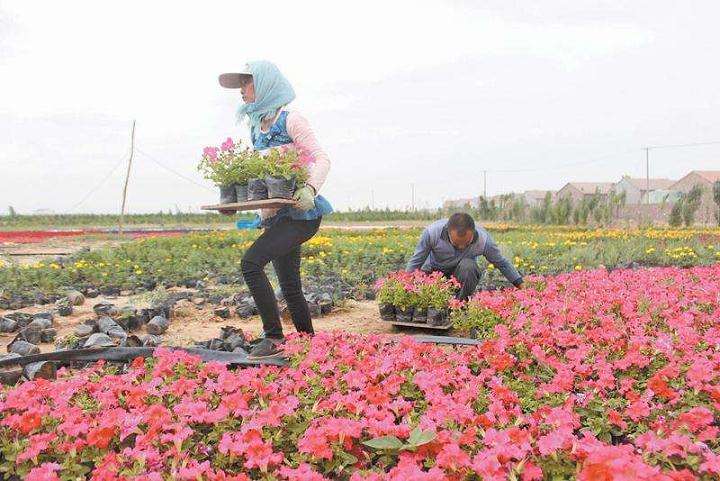 直播对花卉行业有什么借鉴意义