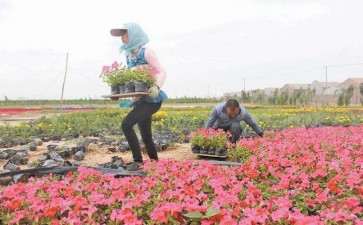 直播对花卉行业有什么借鉴意义