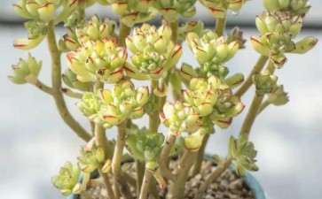 多肉秋天怎么养护的3个方法 图片