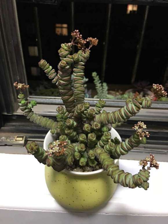 为什么秋天是多肉的季节