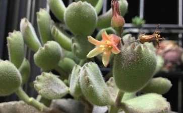 为什么秋天是多肉的季节 图片