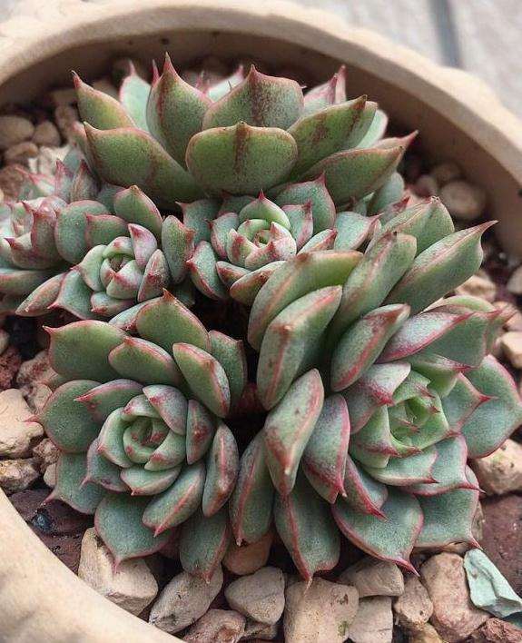 为什么养多肉是为了秋天